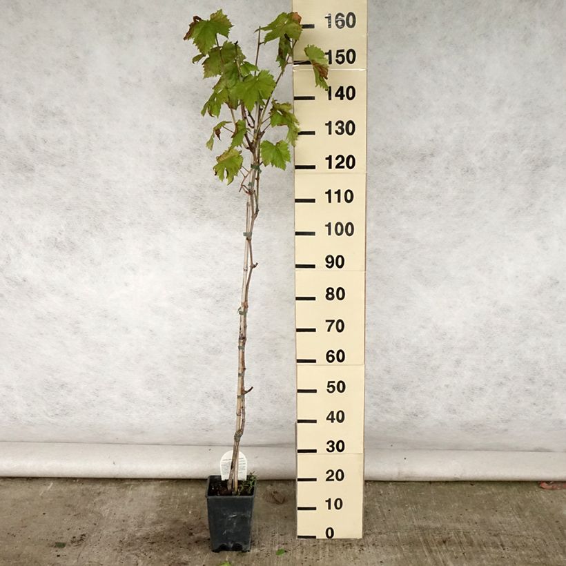Amostra de Videira Sultanina Bianca (Thomson seedless) Vaso de 1,5 L/2 L tal como entregue no verão