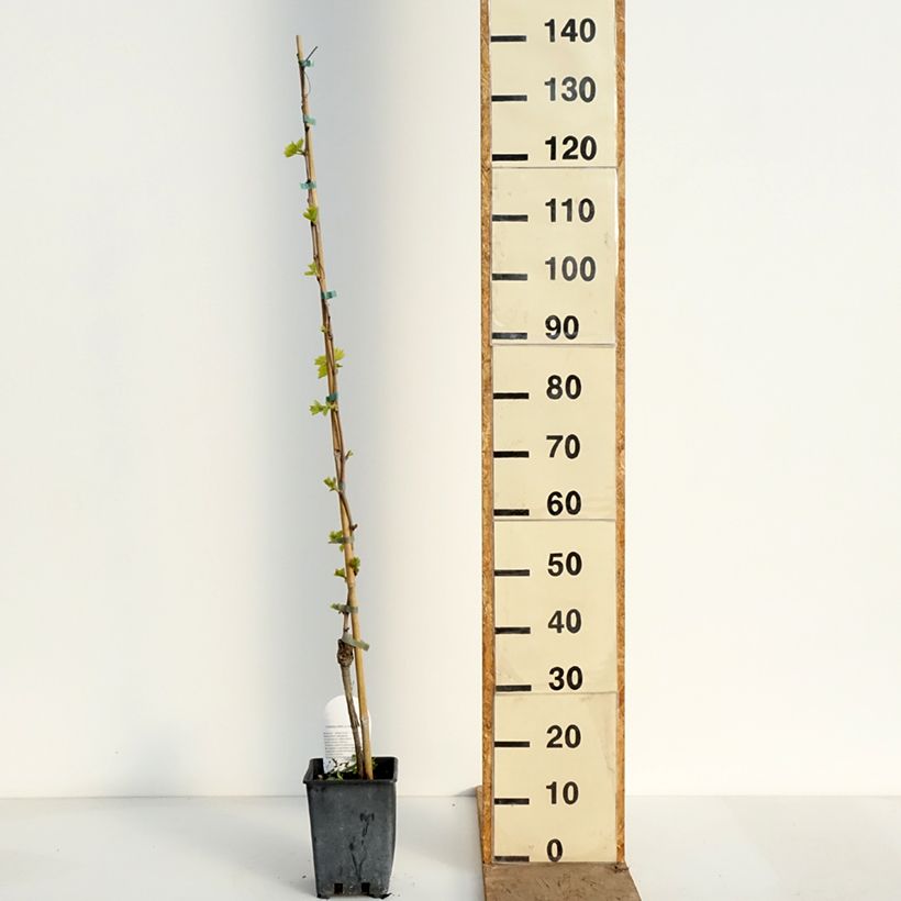 Amostra de Videira Sultanina Bianca (Thomson seedless) Vaso de 1,5 L/2 L tal como entregue na primavera