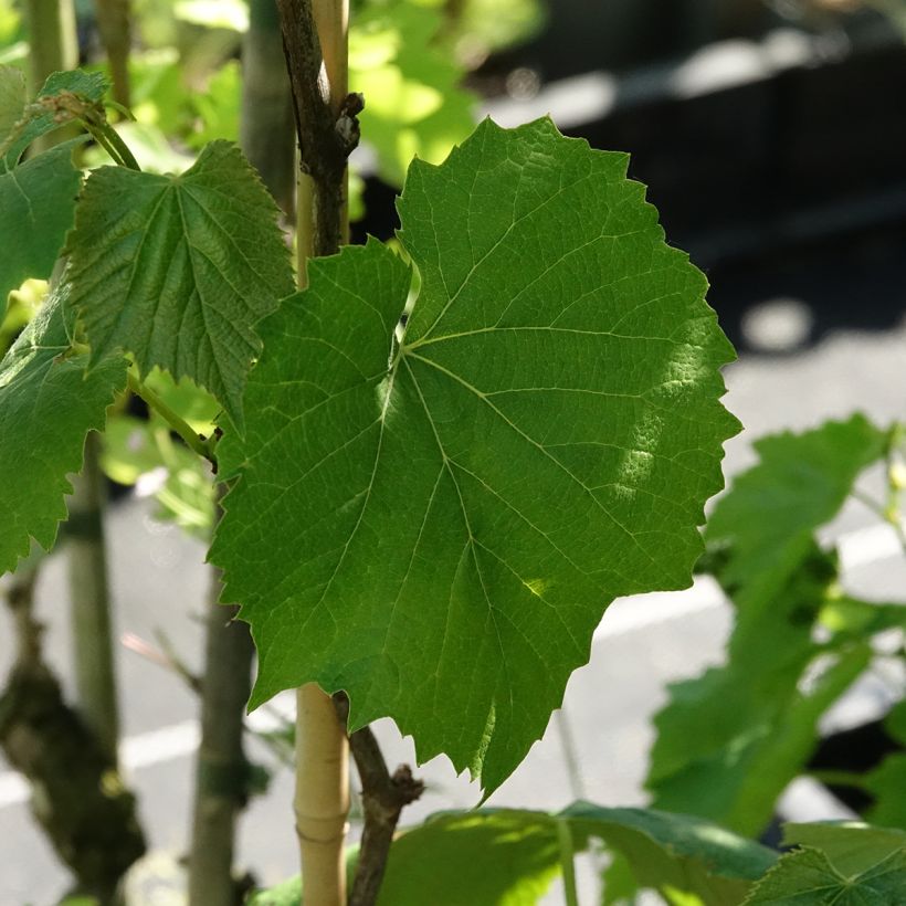 Videira Smeralda - Vitis (Folhagem)