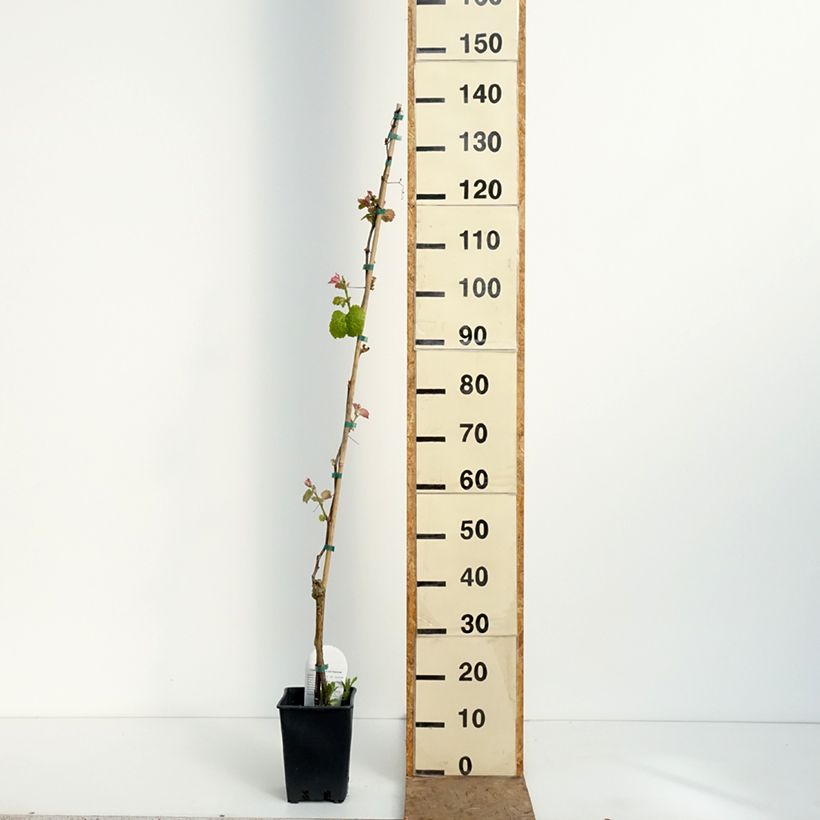 Amostra de Videira Smeralda - Vitis Vaso de 1,5 L/2 L tal como entregue na primavera