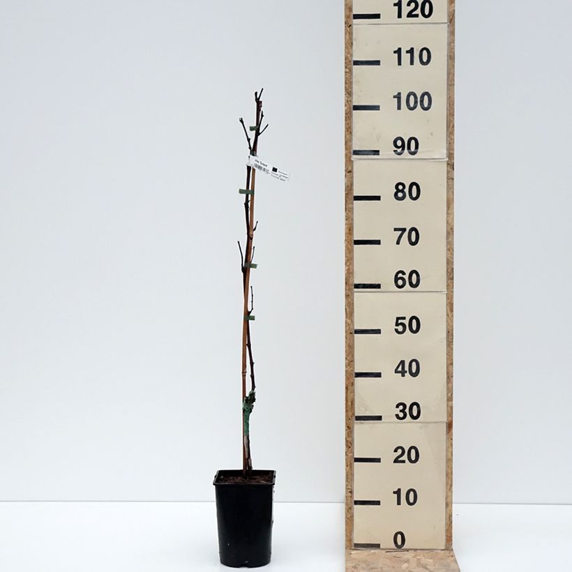 Amostra de Vigne Solara - Vitis vinifera Vaso de 2 L/3 L tal como entregue no inverno