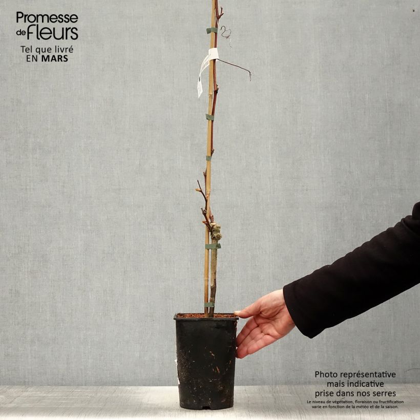 Amostra de Videira Solara - Vitis (x) vinifera Vaso de 2 L/3 L tal como entregue na primavera