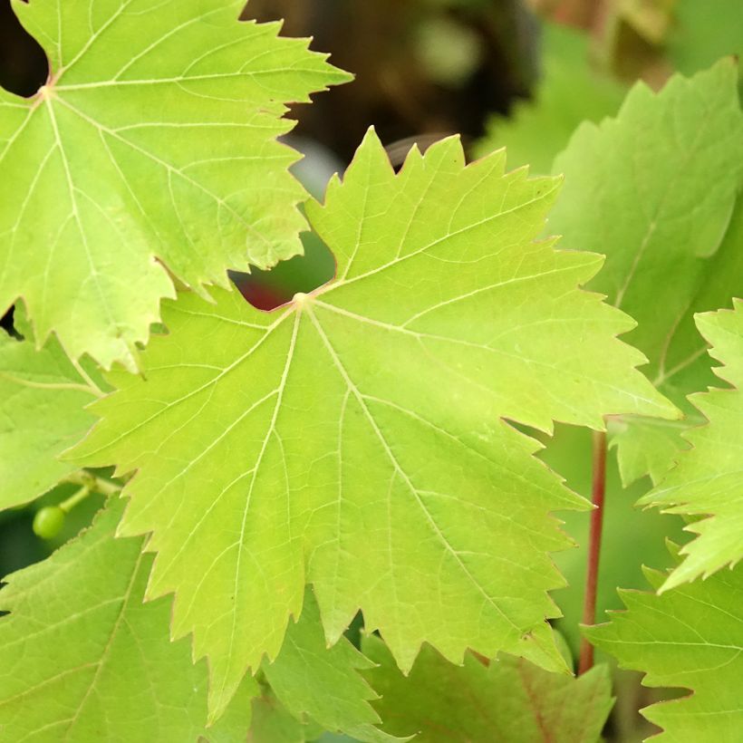 Videira Solara - Vitis (x) vinifera (Folhagem)