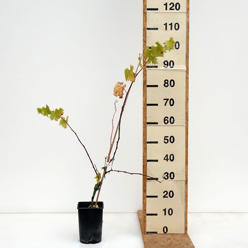 Amostra de Vigne Solara - Vitis vinifera Pot de 2L/3L tal como entregue no outono