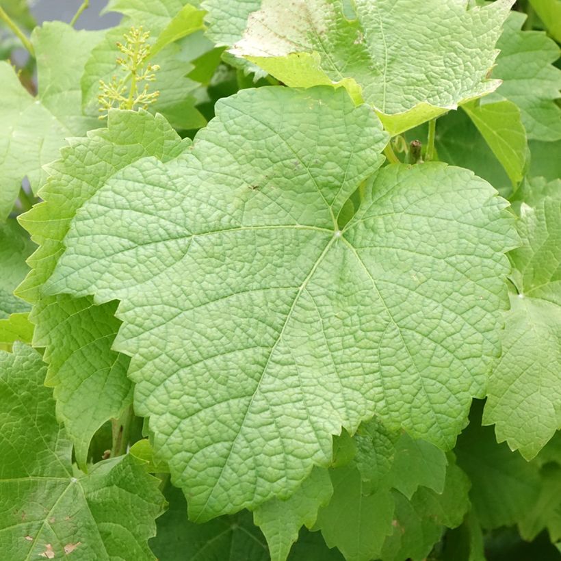 Videira Solaris - Vitis vinifera (Folhagem)