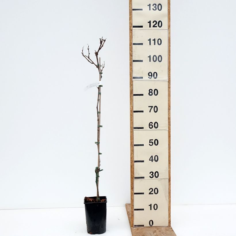 Amostra de Vigne Solaris - Vitis vinifera Vaso de 2 L/3 L tal como entregue no inverno