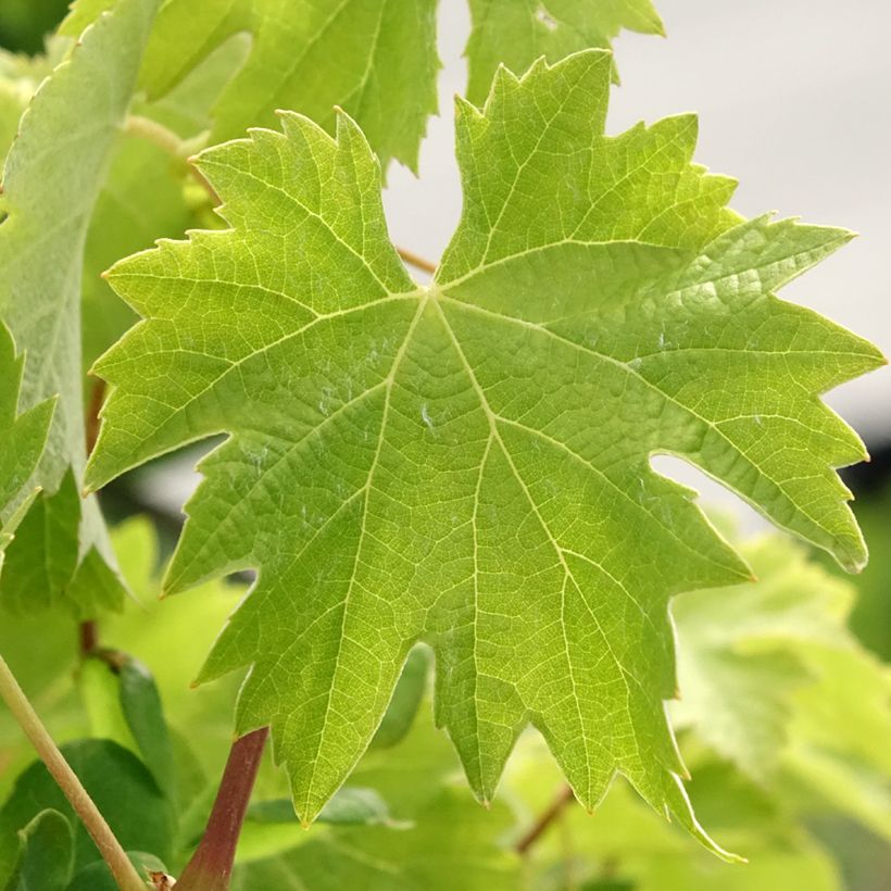 Videira Timorasso - Vitis vinifera (Folhagem)
