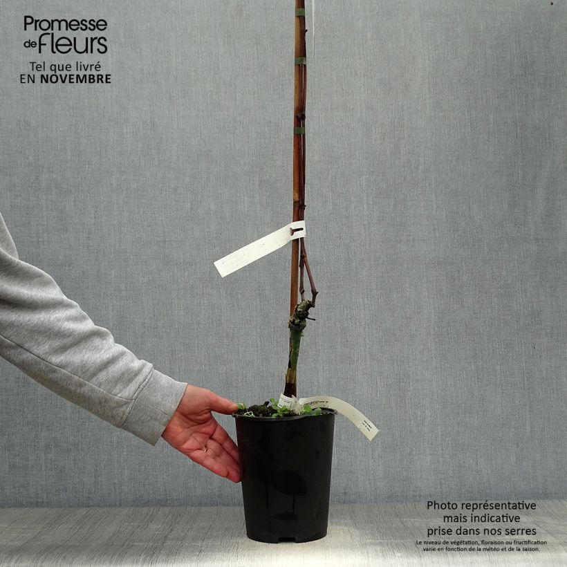 Amostra de Videira Venus - Vitis vinifera Vaso de 1,5 L/2 L tal como entregue no outono