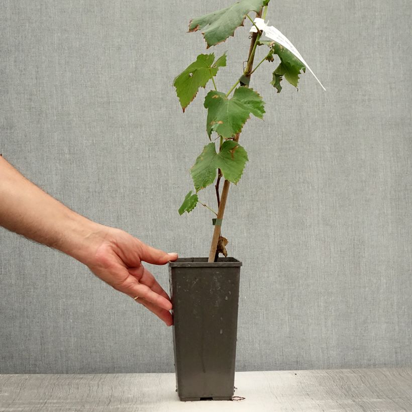Amostra de Videira Venus - Vitis vinifera Vaso de 1,5 L/2 L tal como entregue no verão