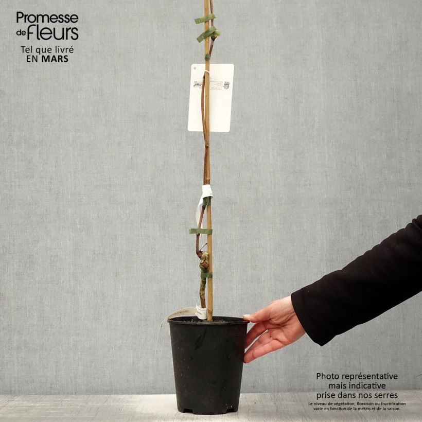 Amostra de Videira Venus - Vitis vinifera Vaso de 1,5 L/2 L tal como entregue na primavera