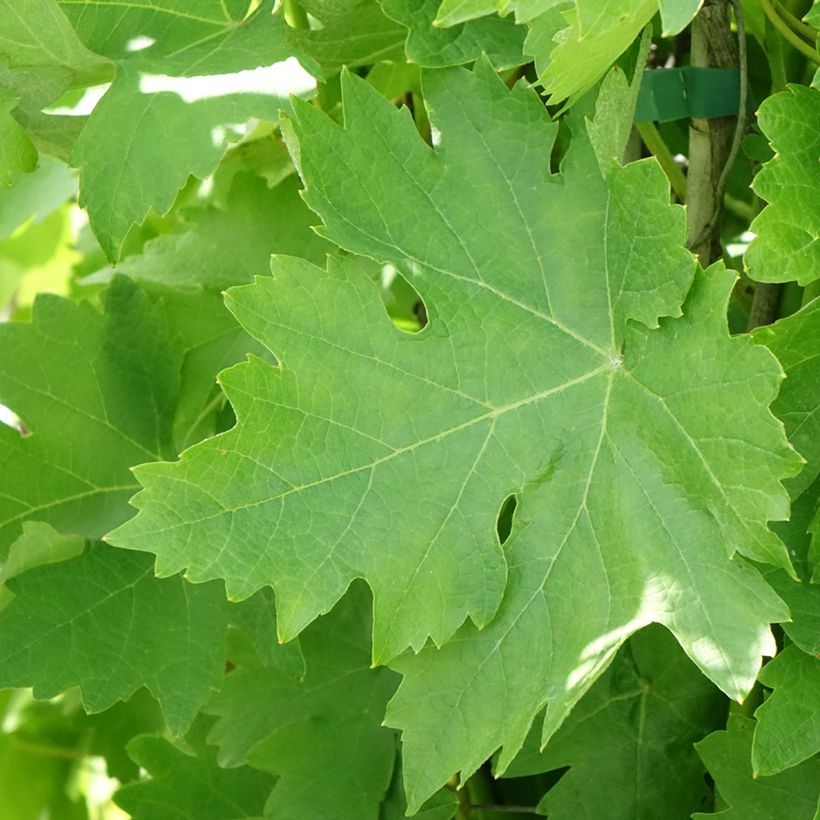Videira de mesa Verdea - Vitis vinifera (Folhagem)