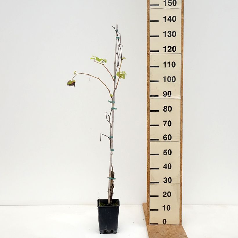 Amostra de Videira de mesa Verdea - Vitis vinifera Vaso de 1,5 L/2 L tal como entregue no outono