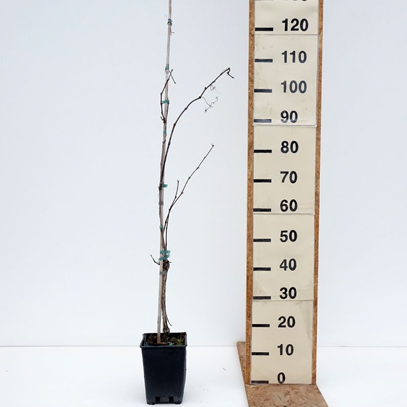 Amostra de Vigne Verdea blanche - Vitis vinifera Vaso de 1,5 L/2 L tal como entregue no inverno