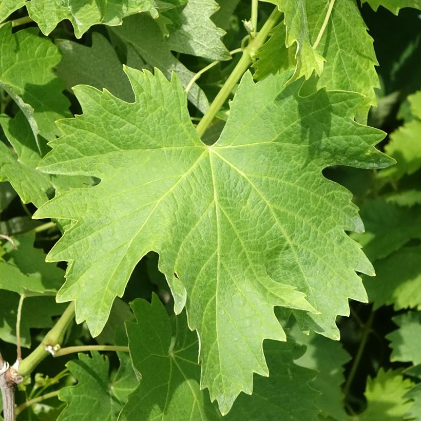 Videira Vermentino - Vitis vinifera (Folhagem)