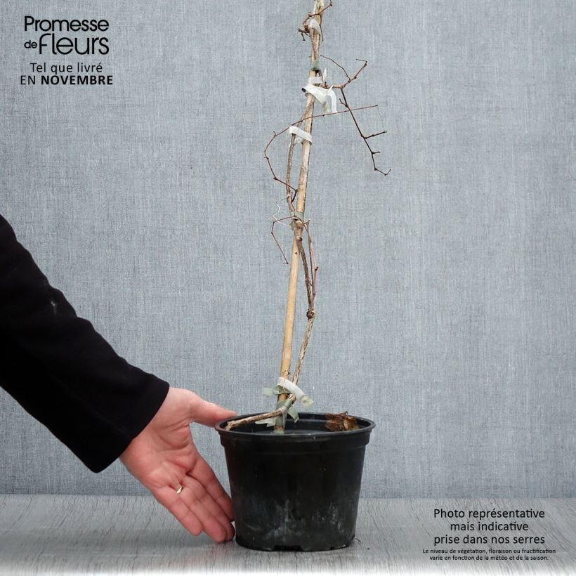 Amostra de Ampelopsis brevipedunculata Elegans Vaso de 1,5 L/2 L tal como entregue no outono