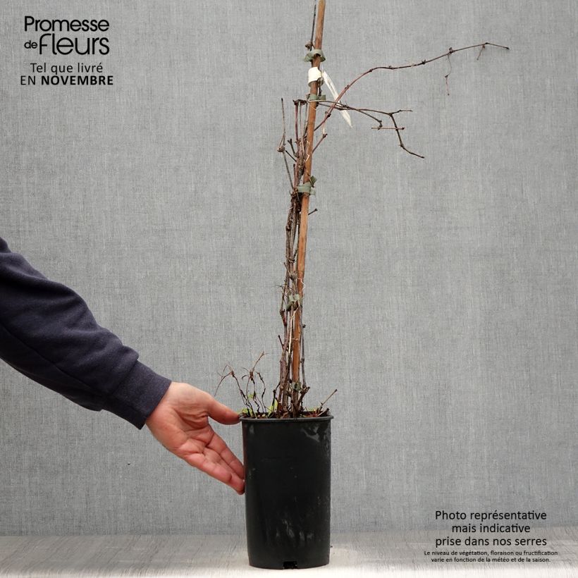 Amostra de Ampelopsis brevipedunculata Elegans Vaso de 3 L/4 L tal como entregue no outono