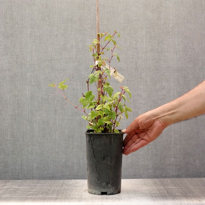 Amostra de Ampelopsis brevipedunculata Elegans Vaso de 3 L/4 L tal como entregue no verão