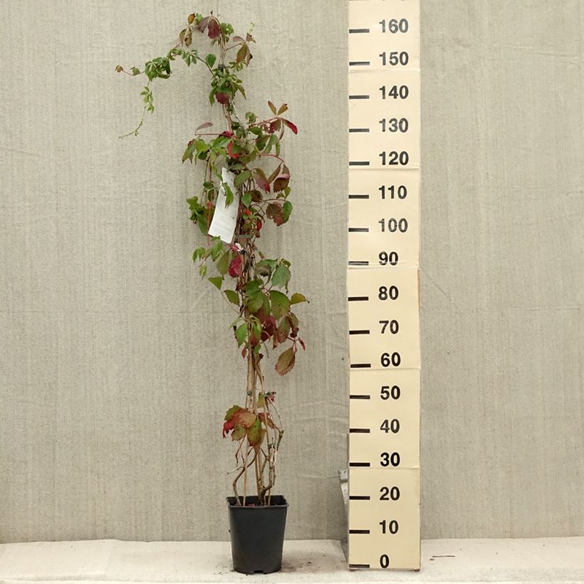 Amostra de Parthenocissus viteacea Vaso de 4 L/5 L tal como entregue no verão