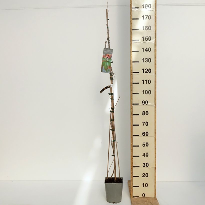 Amostra de Parthenocissus viteacea Vaso de 4 L/5 L tal como entregue na primavera