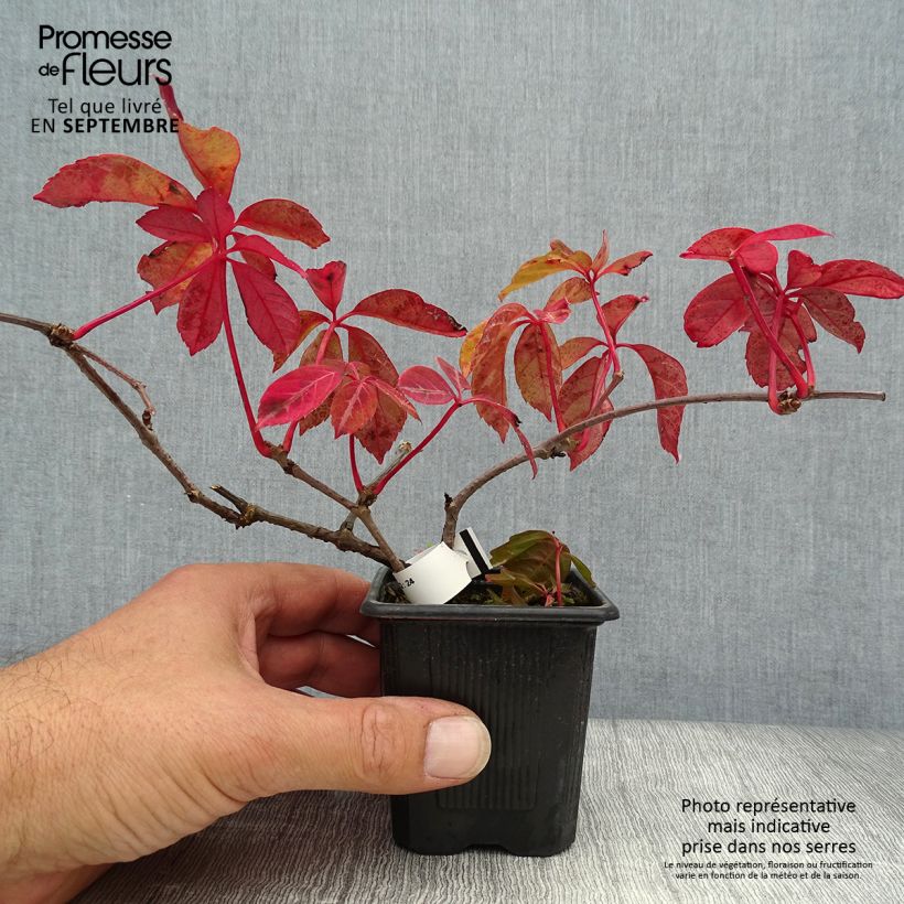 Amostra de Parthenocissus henryana Vaso de 8/9 cm tal como entregue no outono