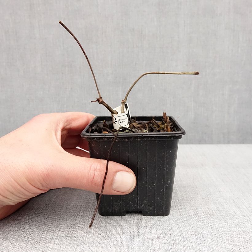 Amostra de Parthenocissus henryana Vaso de 8/9 cm tal como entregue no inverno