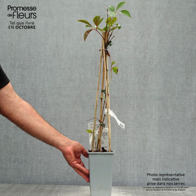 Amostra de Parthenocissus henryana Vaso de 2 L/3 L tal como entregue no outono