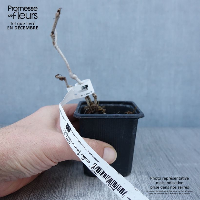 Amostra de Parthenocissus quinquefolia Engelmannii Vaso de 8/9 cm tal como entregue no outono