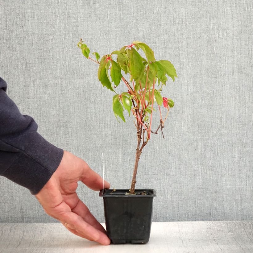 Amostra de Parthenocissus quinquefolia Engelmannii Vaso de 8/9 cm tal como entregue no verão