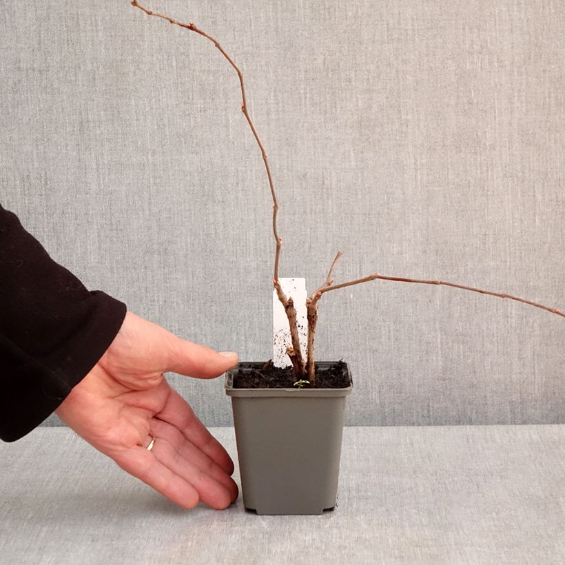 Amostra de Parthenocissus quinquefolia Engelmannii Vaso de 8/9 cm tal como entregue na primavera