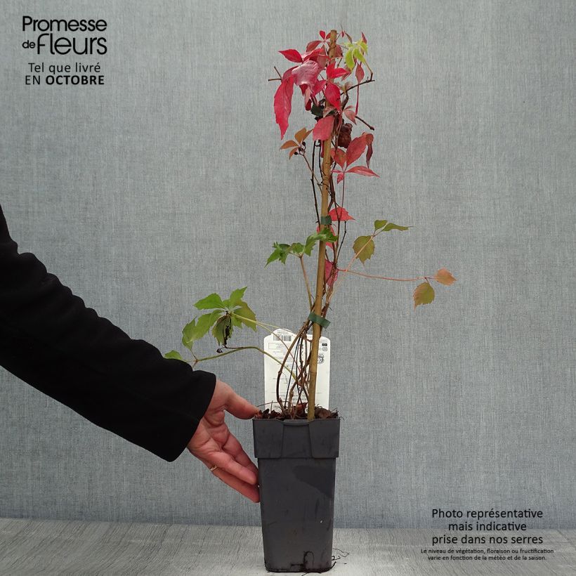 Amostra de Parthenocissus quinquefolia Engelmannii Vaso de 2 L/3 L tal como entregue no outono