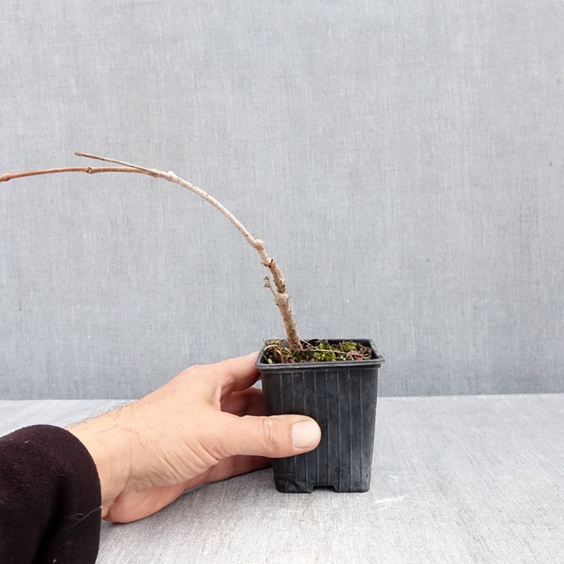 Amostra de Parthenocissus quinquefolia Kirigami Vaso de 8/9 cm tal como entregue no outono