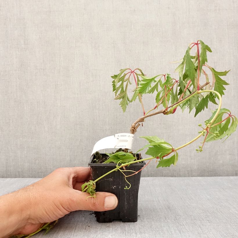 Amostra de Parthenocissus quinquefolia Kirigami Vaso de 8/9 cm tal como entregue na primavera