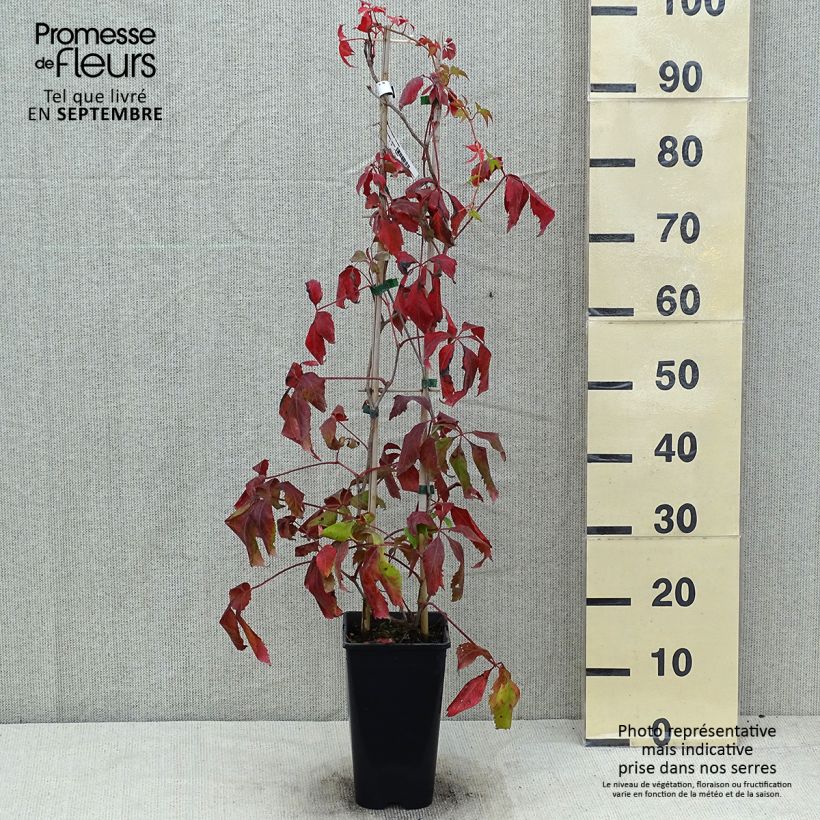 Amostra de Parthenocissus quinquefolia Murorum Vaso de 1,5 L/2 L tal como entregue no verão