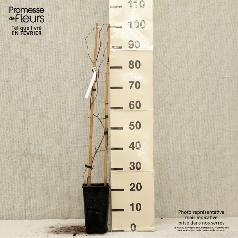 Amostra de Parthenocissus quinquefolia Murorum Vaso de 1,5 L/2 L tal como entregue no inverno