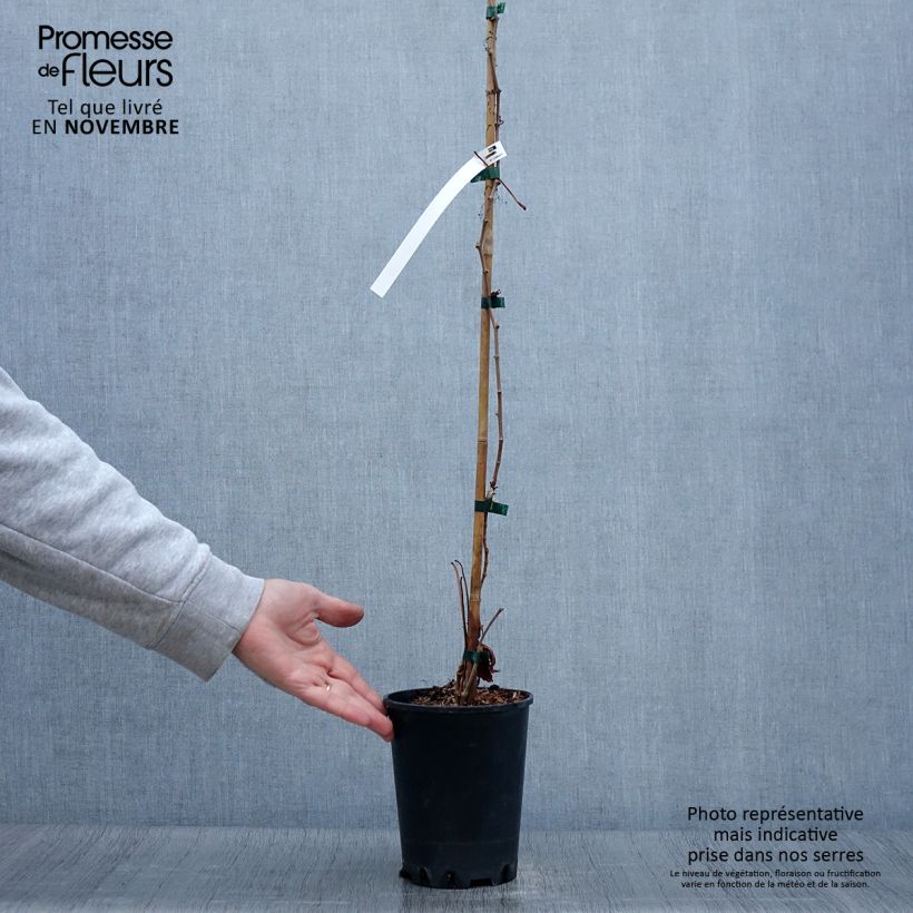 Amostra de Parthenocissus quinquefolia Murorum Vaso de 3 L/4 L tal como entregue no outono