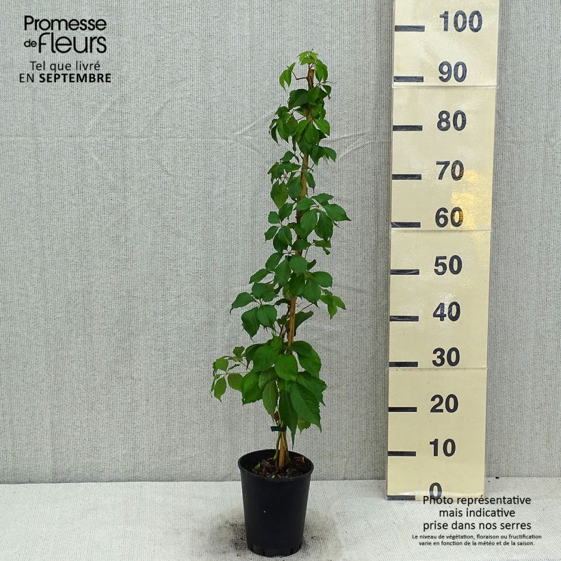 Amostra de Parthenocissus quinquefolia Murorum Vaso de 3 L/4 L tal como entregue no verão