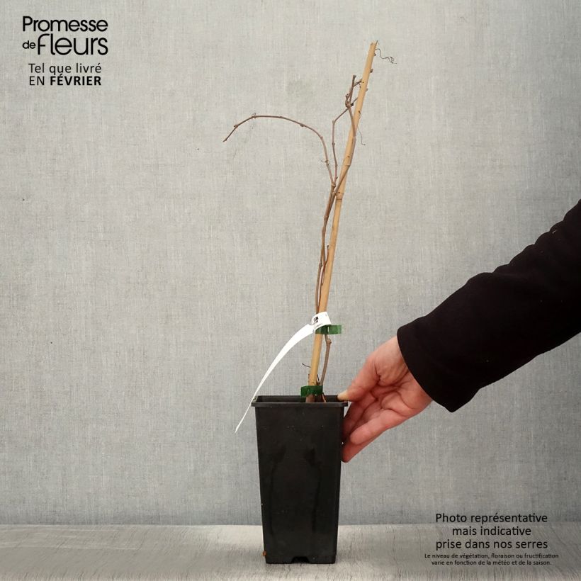 Amostra de Parthenocissus quinquefolia Murorum Vaso de 3 L/4 L tal como entregue no inverno