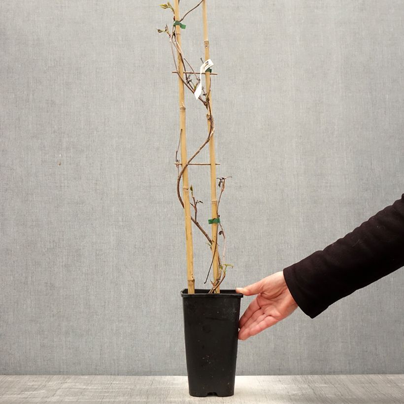 Amostra de Parthenocissus quinquefolia Murorum Vaso de 3 L/4 L tal como entregue na primavera