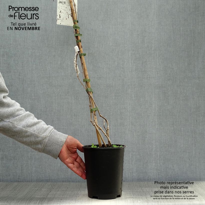 Amostra de Vigne vierge - Parthenocissus quinquefolia Pot de 2L/3L tal como entregue no outono