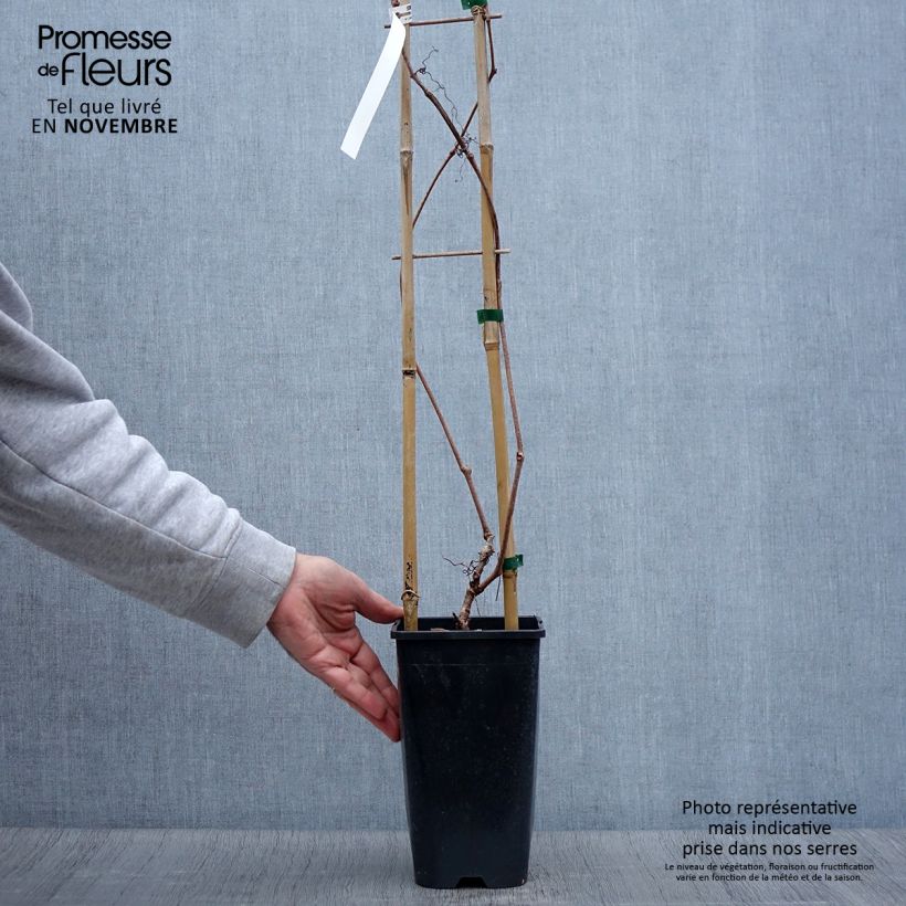 Amostra de Parthenocissus quinquefolia Red Wall Troki Vaso de 2 L/3 L tal como entregue no outono