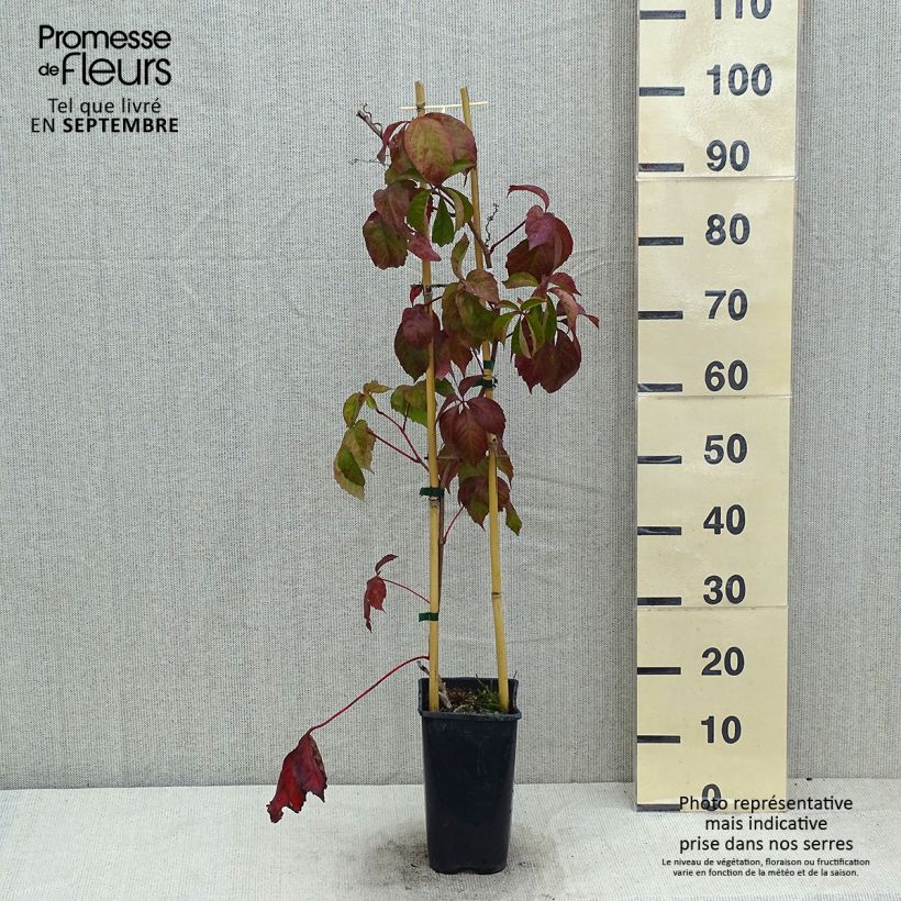 Amostra de Parthenocissus quinquefolia Red Wall Troki Vaso de 2 L/3 L tal como entregue no verão