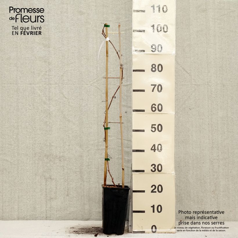 Amostra de Vigne vierge - Parthenocissus quinquefolia Red Wall Vaso de 2 L/3 L tal como entregue no inverno
