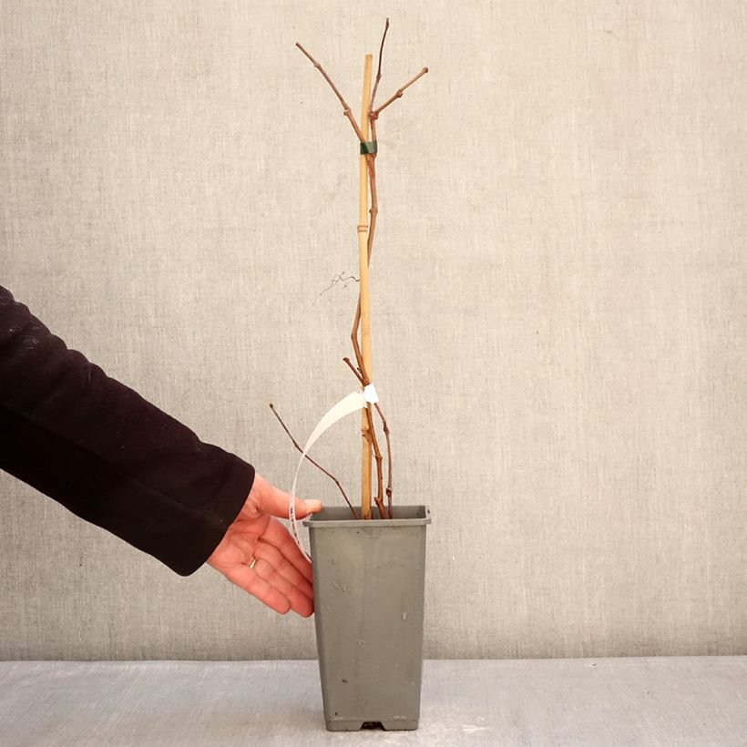 Amostra de Parthenocissus quinquefolia Yellow Wall Vaso de 1,5 L/2 L tal como entregue no inverno