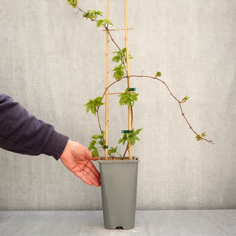 Amostra de Parthenocissus quinquefolia Yellow Wall Vaso de 1,5 L/2 L tal como entregue na primavera