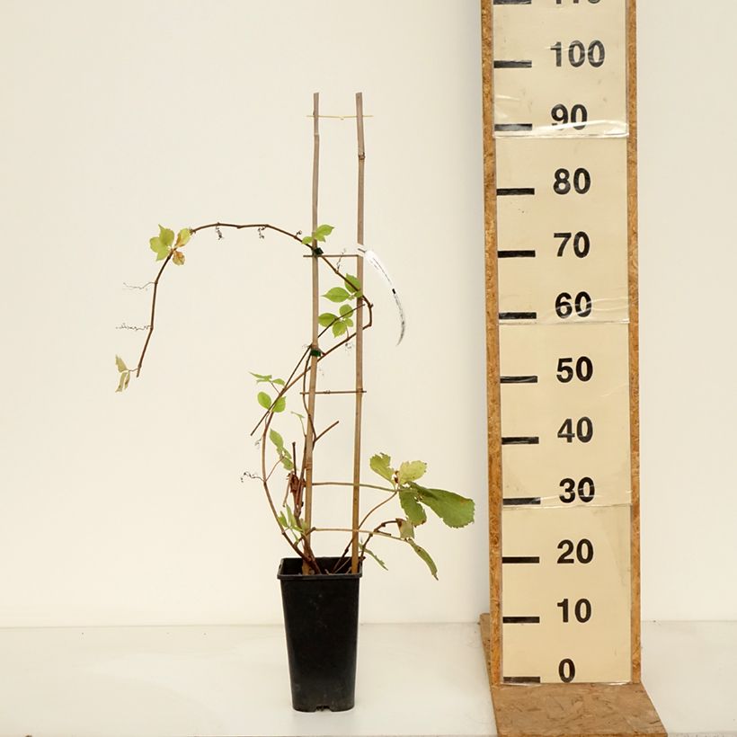 Amostra de Parthenocissus quinquefolia Yellow Wall Vaso de 3 L/4 L tal como entregue no outono