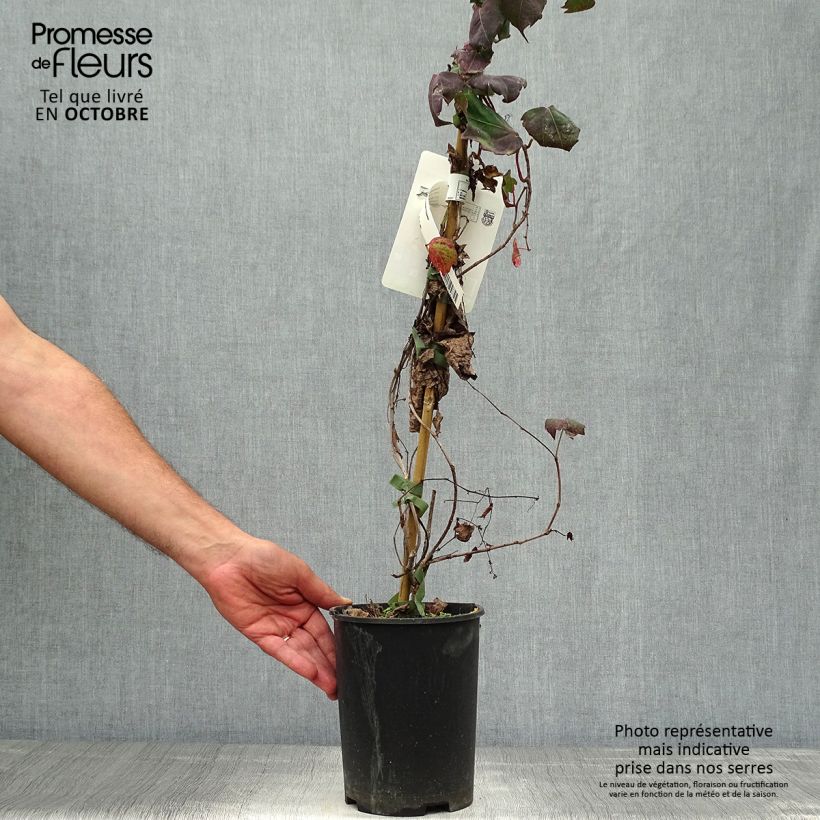 Amostra de Parthenocissus tricuspidata Atropurpurea Vaso de 2 L/3 L tal como entregue no outono