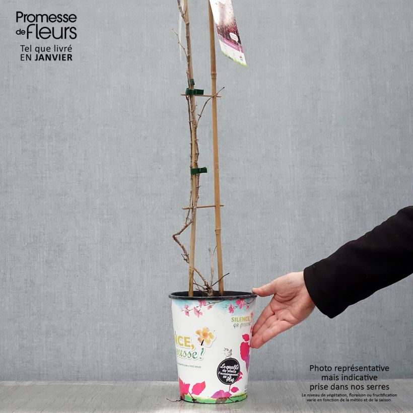 Amostra de Vigne vierge - Parthenocissus tricuspidata atropurpurea Vaso de 2 L/3 L tal como entregue no inverno