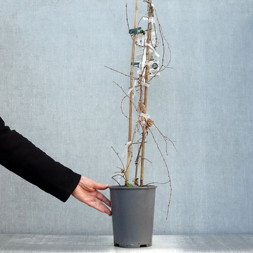 Amostra de Parthenocissus tricuspidata Fenway Park Vaso de 4 L/5 L tal como entregue no outono