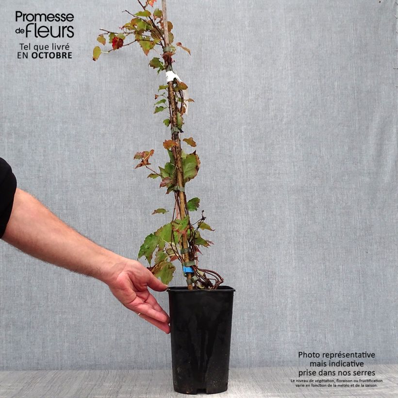 Amostra de Parthenocissus tricuspidata Minutifolia Vaso de 2 L/3 L tal como entregue no outono