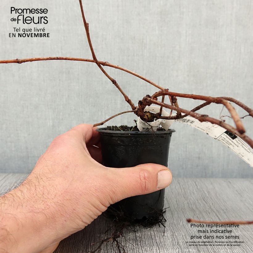 Amostra de Parthenocissus tricuspidata Veitchii - Hera-do-japão Vaso de 8/9 cm tal como entregue no outono